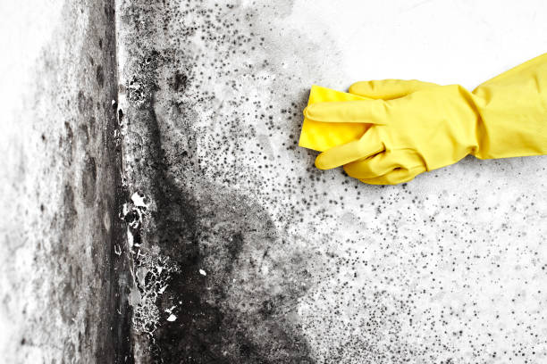 Best Same-Day Mold Removal  in River Rouge, MI