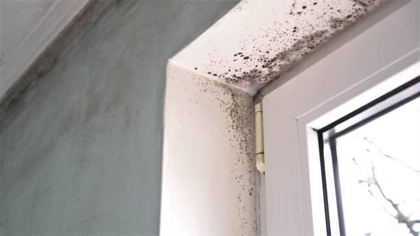 Best Mold Remediation  in River Rouge, MI