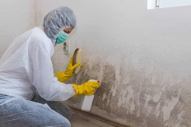 Best Mold Damage Repair  in River Rouge, MI