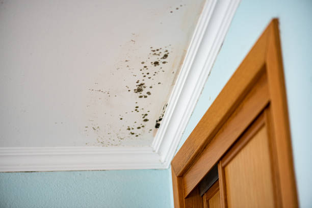 Best Local Mold Removal Service  in River Rouge, MI