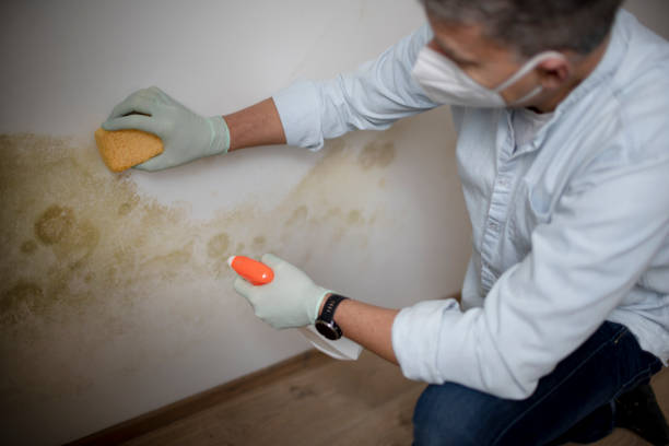 Best Affordable Mold Removal  in River Rouge, MI