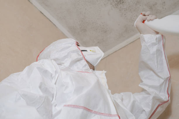 Best Attic Mold Removal  in River Rouge, MI