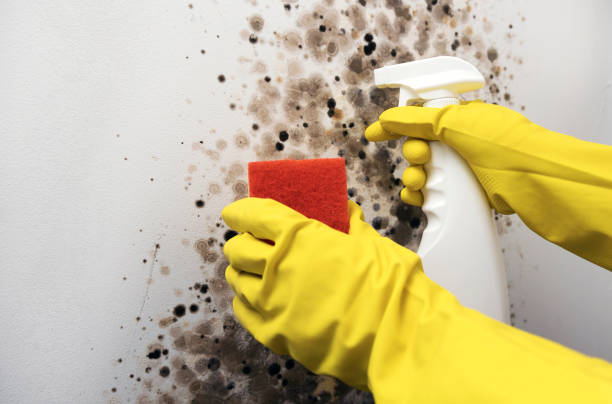 Certified Mold Removal in River Rouge, MI