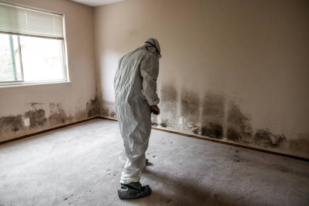 Best Toxic Mold Removal  in River Rouge, MI