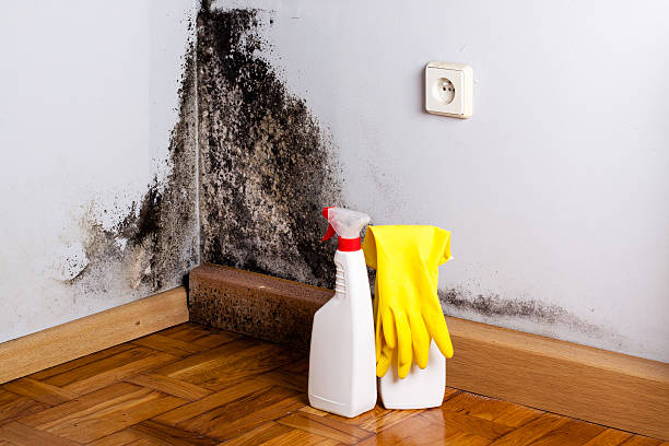 Best Residential Mold Removal  in River Rouge, MI