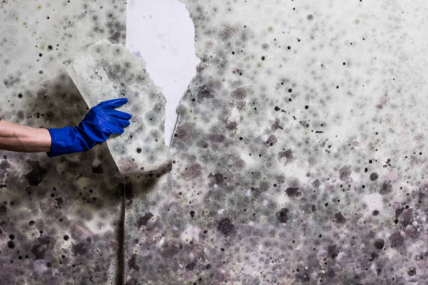 Best Mold Removal Company Near Me  in River Rouge, MI