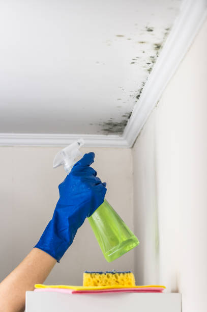 Mold Removal Process in River Rouge, MI